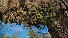 Dendrobium linguiforme