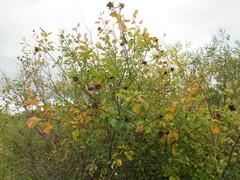 Salix pyrolifolia