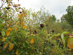 Salix pyrolifolia