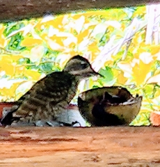 Dryobates spilogaster