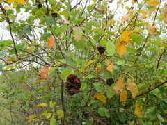 Salix pyrolifolia