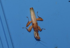 Hymenopus coronatus