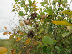 Salix pyrolifolia