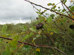 Salix pyrolifolia