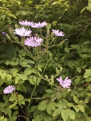 Cicerbita macrophylla