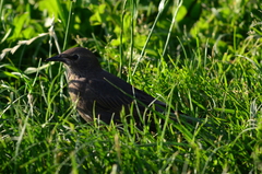 Sturnus vulgaris