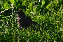Sturnus vulgaris