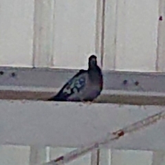 Columba livia domestica