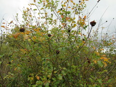 Salix pyrolifolia