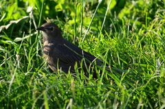 Sturnus vulgaris