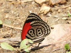 Diaethria