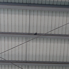 Columba livia domestica