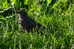 Sturnus vulgaris