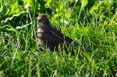 Sturnus vulgaris