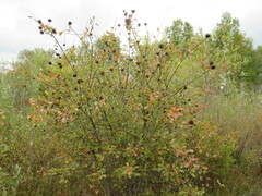 Salix pyrolifolia