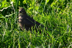 Sturnus vulgaris