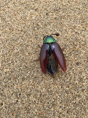 Sternocera chrysis