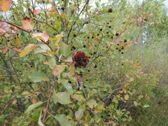 Salix pyrolifolia