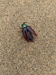 Sternocera chrysis