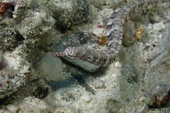 Corythoichthys haematopterus