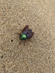 Sternocera chrysis