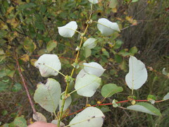 Salix pyrolifolia