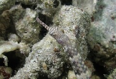 Corythoichthys haematopterus