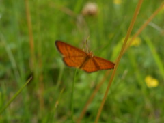 Idaea flaveolaria