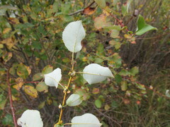 Salix pyrolifolia