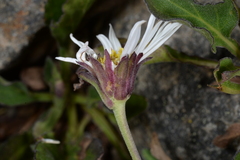 Aster takasagomontanus