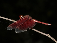 Neurothemis ramburii