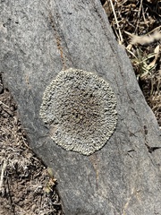 Protoparmeliopsis muralis