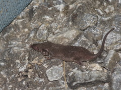 Crocidura