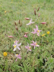 Cyanella lutea rosea
