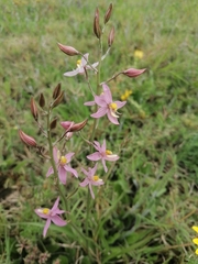 Cyanella lutea rosea