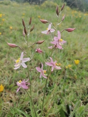 Cyanella lutea rosea