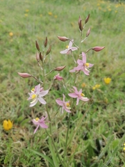 Cyanella lutea rosea