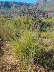 Eragrostis curvula