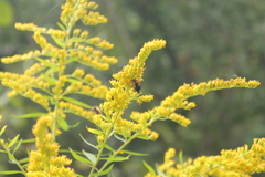 Tachininae