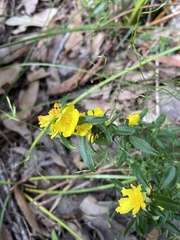 Hibbertia pilosa