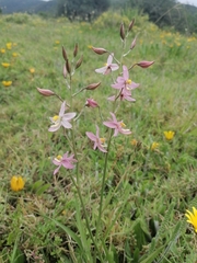 Cyanella lutea rosea
