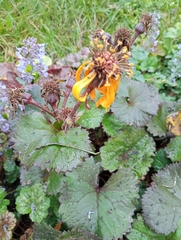 Ligularia dentata