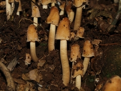 Mycena galericulata