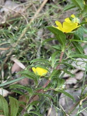 Hibbertia pilosa