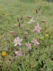 Cyanella lutea rosea