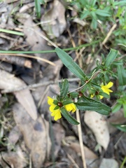 Hibbertia pilosa