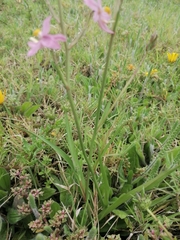 Cyanella lutea rosea
