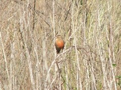 Leistes superciliaris