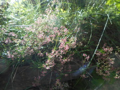 Galium rubrum