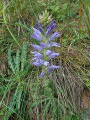Campanula spicata